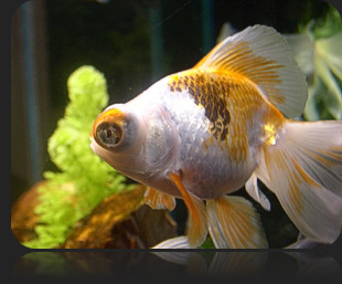 Tips on Keeping Goldfish in a Bowl