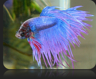 Tips on Keeping the Siamese Fighting Fish