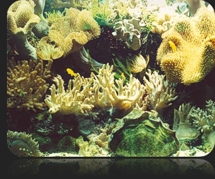 Saltwater Reef Aquariums